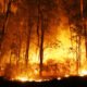 5 Severe impacts of forest fires on the environment