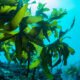 How important are seaweed in the marine eco-system