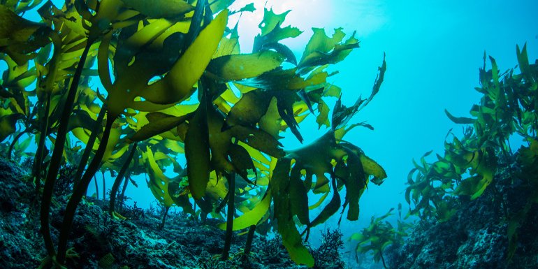 How important are seaweed in the marine eco-system