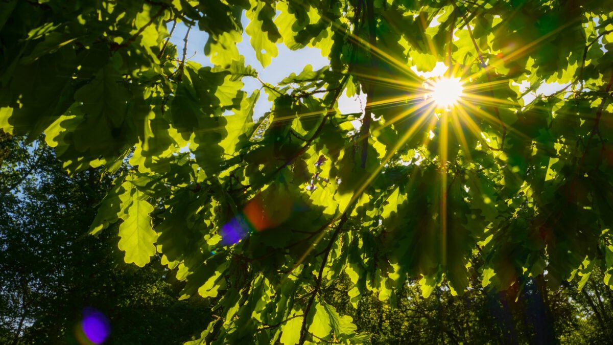sunlight energy